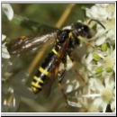 Tenthredo amoena - Blattwespe w11.jpg